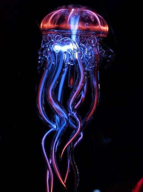 Jellyfish Luminous Jellyfish Light Light Phenomenon