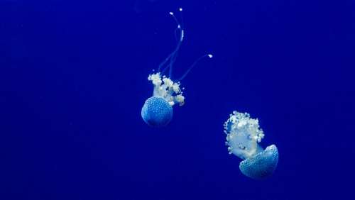 Jellyfish Ocean Sea Swimming Underwater Water