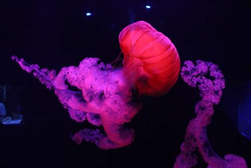 Jellyfish Colorful Fish Pretty Tank Water Pink