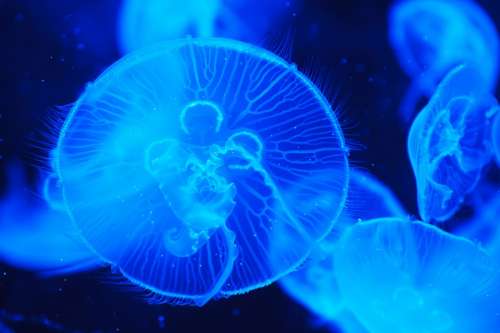 Jellyfish Animal Blue Creature Dark Deep Fish