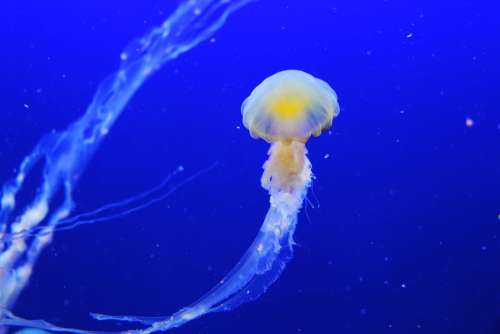 Jellyfish Fish Blue Aquarium Beautiful Mesmerising