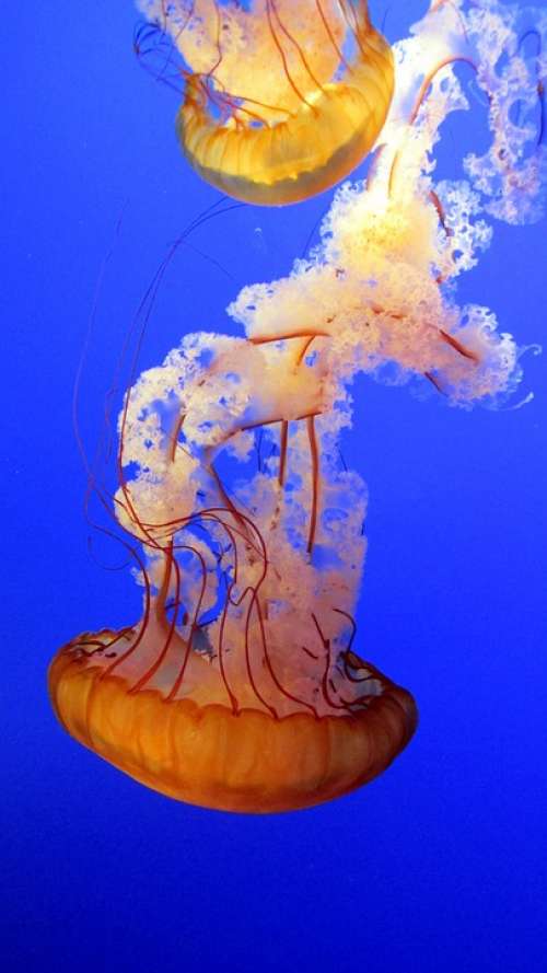 Jellyfish Blue Underwater Marine Aquarium Exotic