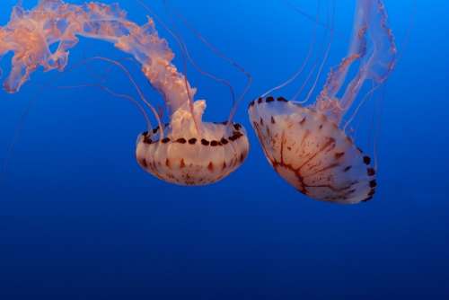 Jellyfish Aquarium Underwater Ocean Marine Blue