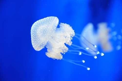 Jellyfish Italy Aquarium Genova Genoa Sea Port