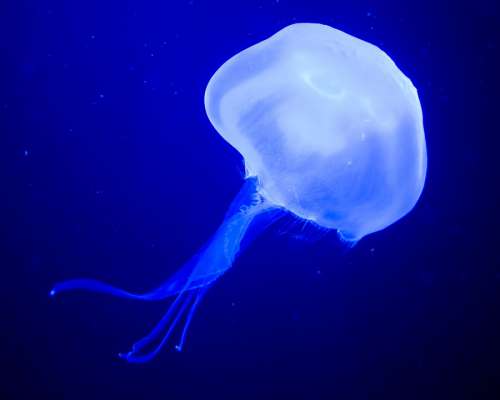 Jellyfish Medusa Sea Nettle Underwater Sea Aquatic