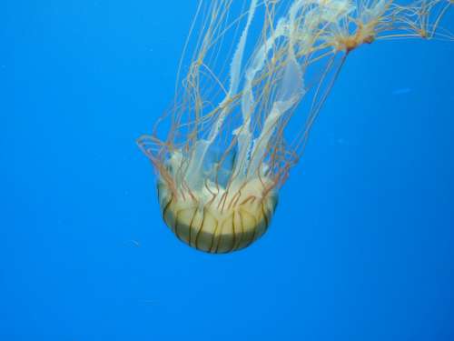 Jellyfish Sea Water Underwater Creature Sea Animal