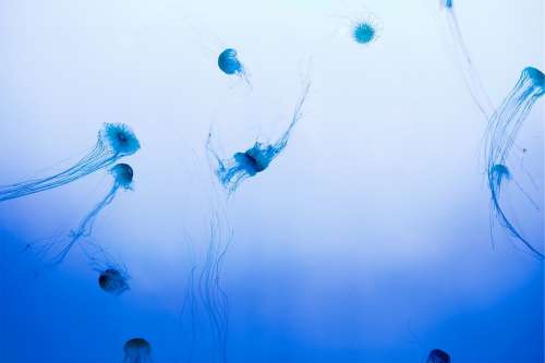 Jellyfish Underwater Sea Ocean Marine Water