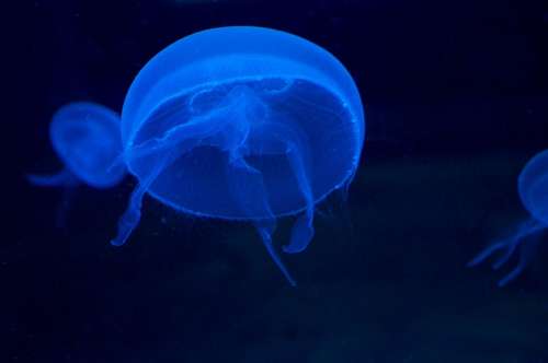 Jellyfish Schirmqualle Moon Coelenterate