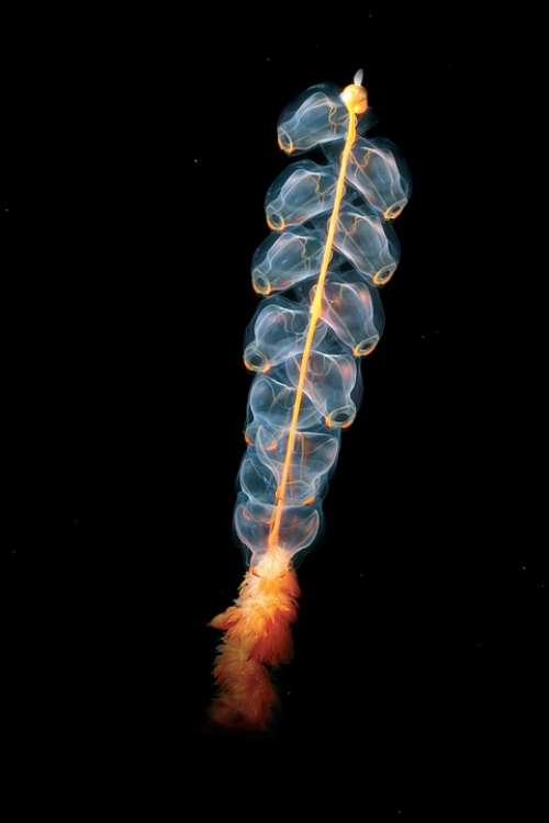 Jellyfish Cnidarian Marrus Orthocanna Siphonophores