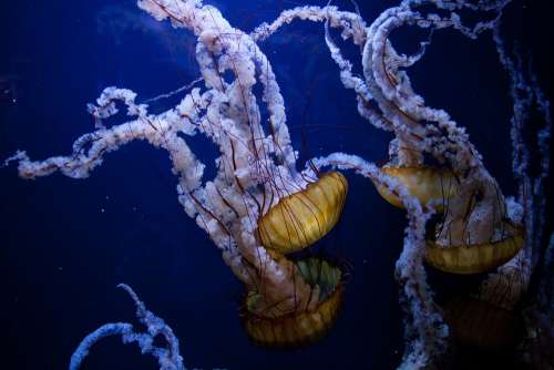 Jellyfish Underwater Ocean Sea Animal Poisonous