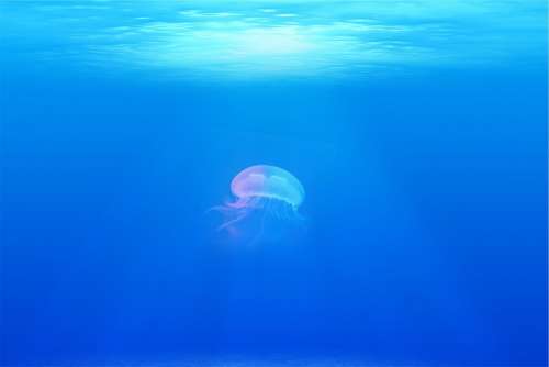 Jellyfish Under Water Sea Ocean