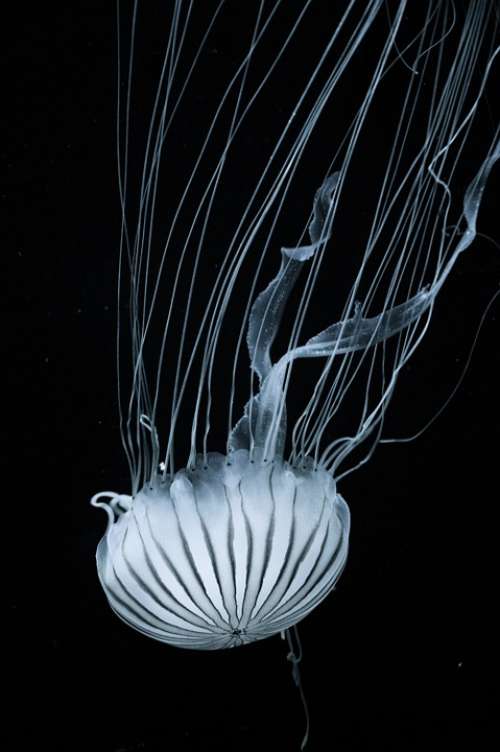 Jellyfish Tentacles Nettles Nature Animal Wildlife