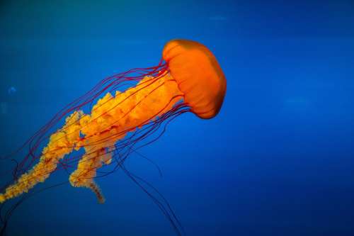Jellyfish Underwater Marine Exotic Tropical