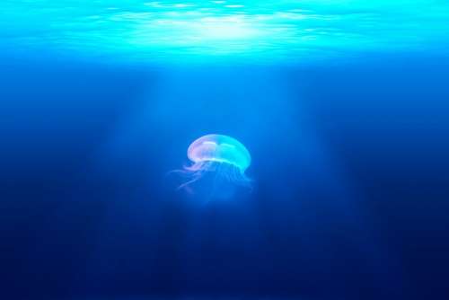 Jellyfish Medusa Wildlife Animal Underwater Marine