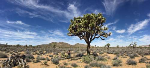 Joshua Tree Desert Landscape