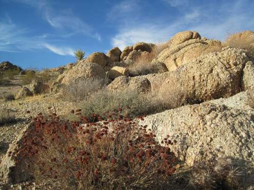 Joshua Tree Desert Landscape Rock Usa