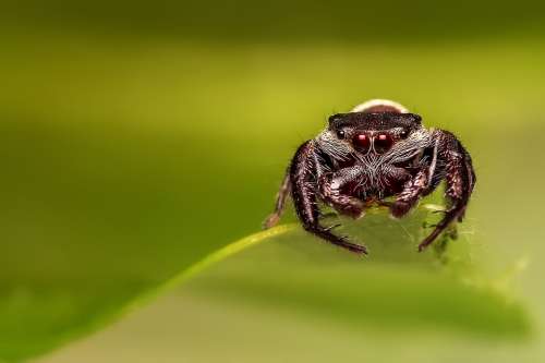 Jumping Spider Spider Insect Macro Jumper