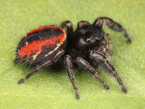 Jumping Spider Spider Female Adult Hairy Arachnid