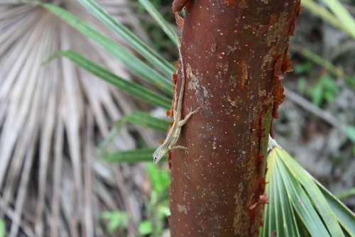 Jungle Lizard Reptile Nature Wildlife Tropical