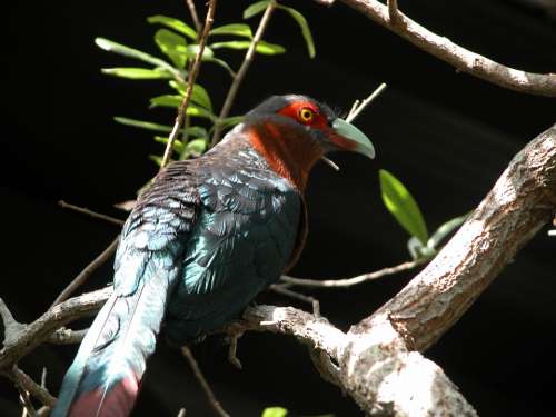 Jungle Bird Tropical Wildlife Beak Exotic Avian