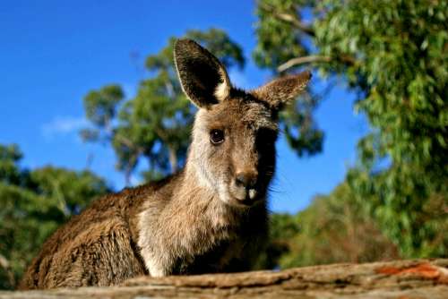 Kangaroo Australia Nature Marsupial Wildlife