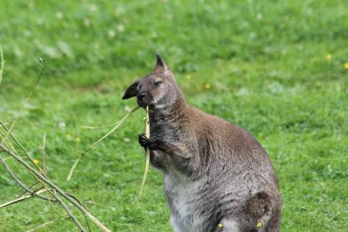 Kangaroo Eats Animal Mammal Close Up Nature Grass