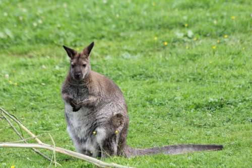 Kangaroo Thick Animal Mammal Animal World Nature