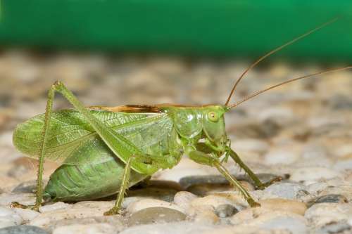 Katydid Grasshopper Insect Bug Macro Nature Green