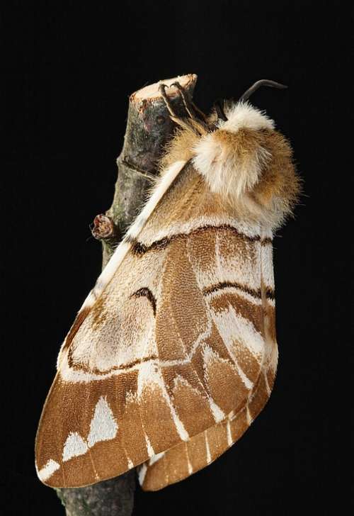 Kentish Glory Moth Macro Insect Lepidoptera Wing