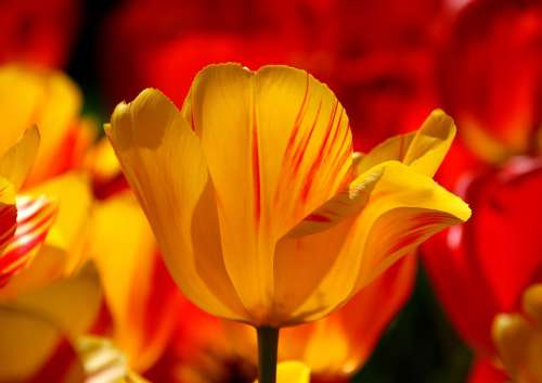 Keukenhof Tulip Holland Netherlands Flower Park