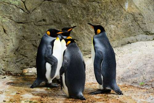 King Penguin Penguins Group Animals Birds Wild