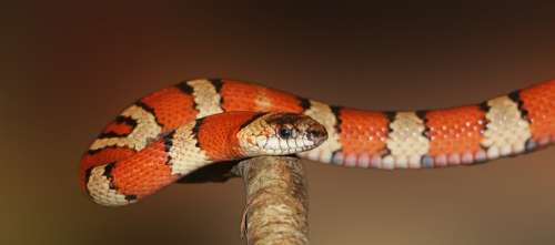 King Snake Snake Banded Red Black Colorful