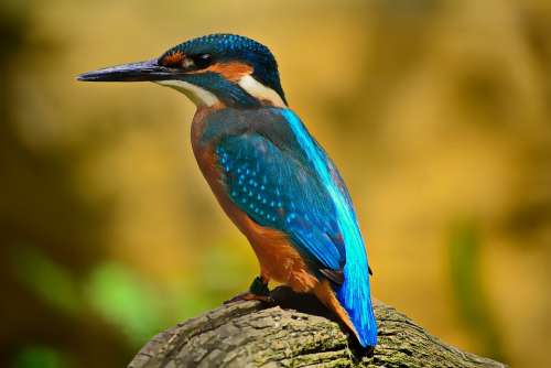 Kingfisher Bird Blue Plumage Nature Elegant