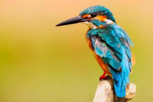 Kingfisher Bird Wildlife Macro Closeup Portrait
