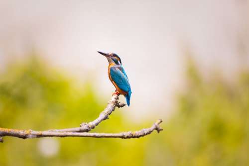 Kingfisher Nature Branch Sitting Bird Blue