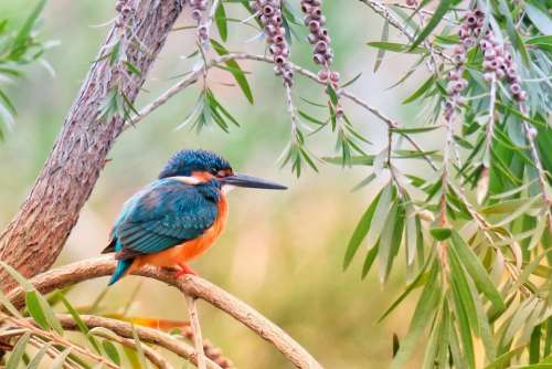 Kingfisher Natural Bird Wildlife Animal Color