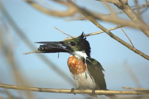 Kingfisher Llanos Bird Animal
