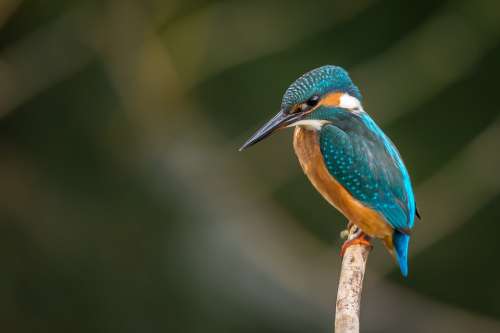 Kingfisher Bird Animal Wildlife Macro Closeup