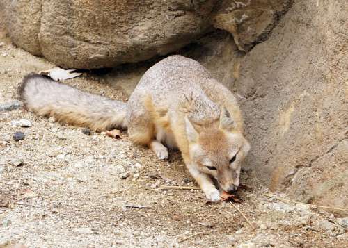 Kit Fox Fox Wildlife Animal Wild Fur