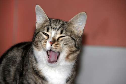 Kitten Yawns Cute Blinked Pet Animals Cat