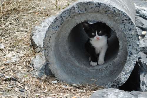 Kitten Pipe Cute Kitty Cat Feline Curious Tube