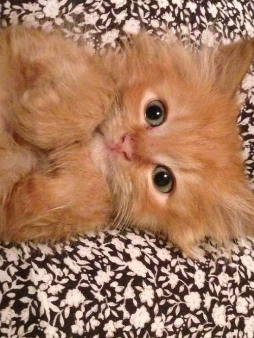 Kitten Cat Orange Fluffy