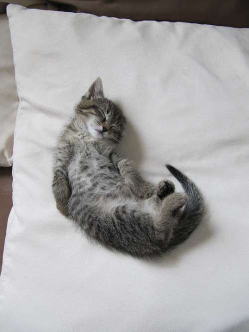 Kitten Cat Cute Young Cat Domestic Cat Sleeping