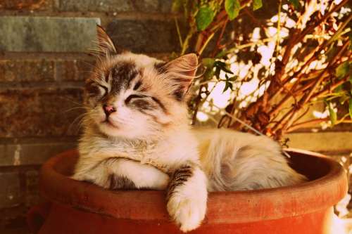 Kitten Asleep In A Pot Beautiful Cat Asleep