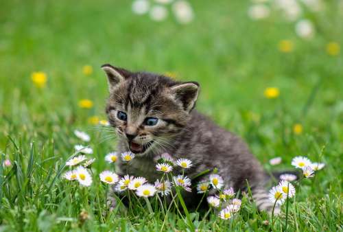 Kitty Cat Kitten Domestic Cat Animal Pets Flowers