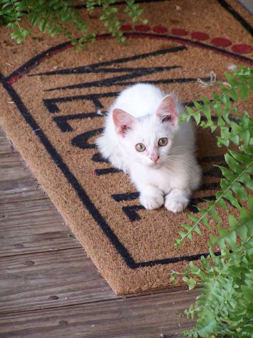 Kitty Feline Cat Kitten Pet Funny Mat White