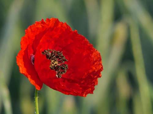 Klatschmohn Flower Red Blossom Bloom Poppy Flower