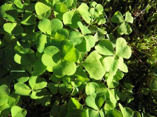 Klee Wild Plant Leaves Green Plant Spring