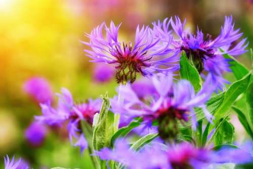 Knapweed Aster Composites Cyanus Montanus