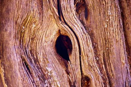 Knothole In Utah Juniper Juniper Wood Nature Tree